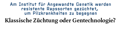 Am Institut für Angewandte Genetik werden resistente Rapssorten gezüchtet, um Pilzkrankheiten zu begegnen