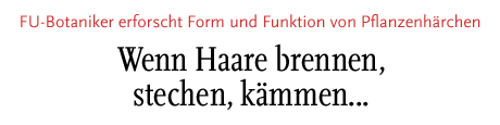 [Wenn Haare brenne, stechen, kämmen...]