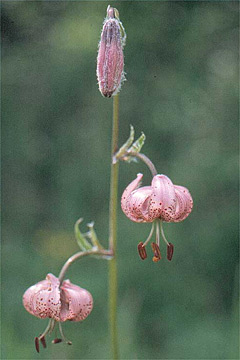 Lilium martagon, Türkenbund-Lilie