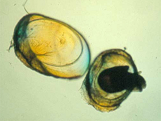 2 Eikapseln von Choanomphalus gerstfeldtianus mit einem austretenen Schlüpfling