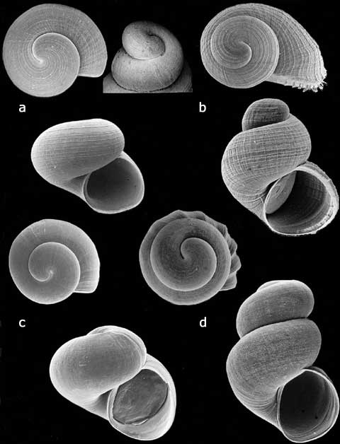 Baicalia (Maackia) variesculpta, B. (Teratobaikalia) ciliata, B. (Parabaikalia) elata, B. (Baicalia) dybowskiana