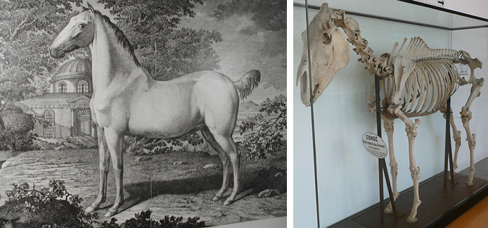 Schwarz-Weiß-Foto des Pferdes Condé