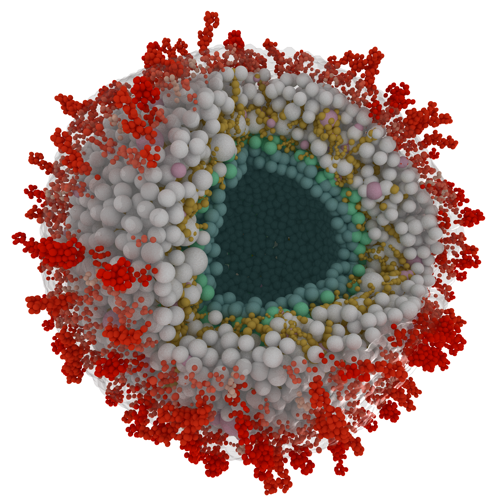 Sectioned view of the coarse-grained model of HCMV. &copy; Mohsen Sadeghi.