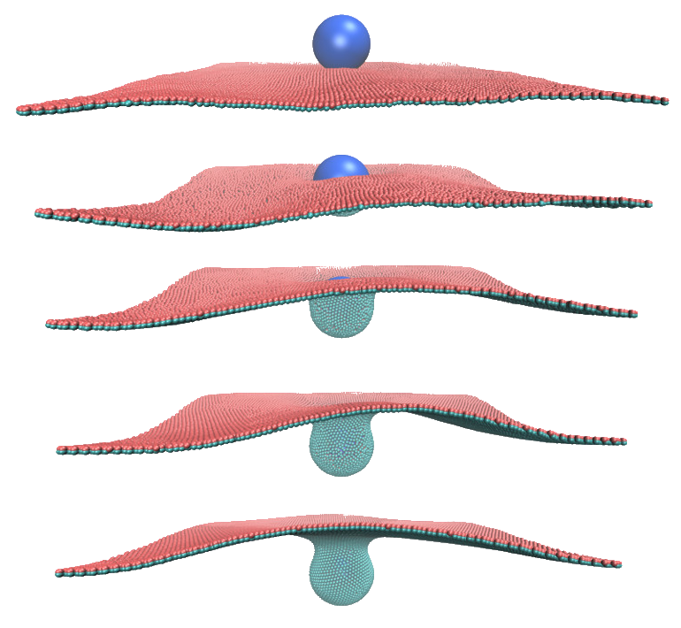 Endocytosis of spherical nanoparticles. &copy; Mohsen Sadeghi.