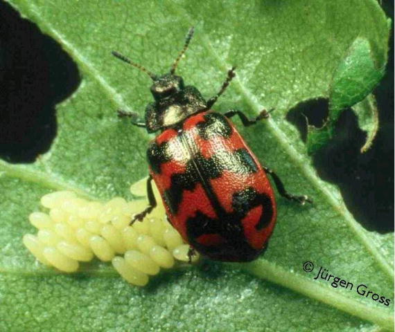 Chrysomela lapponica during egg deposition