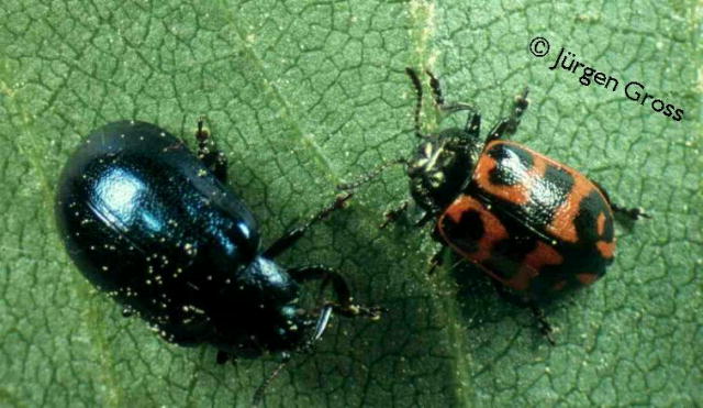 blue (female) and black/red (male) morphes of Chrysomela lapponica