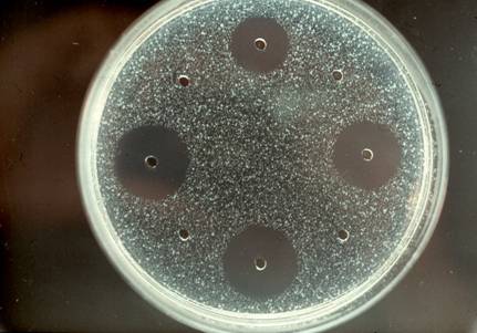 Inhibition zone assay