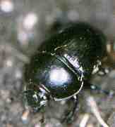 Anoplotrupes stercorosus