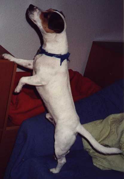 Dies ist Apollo. Er wurde am 19.03.1999 geboren und ist, f&uuml;r einen Jack Russell ungew&ouml;hnlich, ein ganz ruhiger, lieber, verspielter Hund. Kommt auch mit jedem Hund aus. Sein Besitzer ist Wilfrid Tschepe - ihm vielen Dank f&uuml;r das Foto!