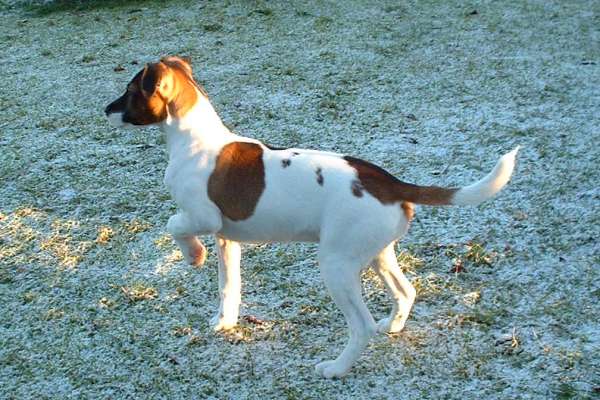 Fienchen in typischer Stellung: "Wo ist hier was zu jagen?"