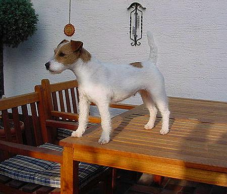 Mein Name ist Hillbilly Golden Girl. Der Typ auf der Startseite ist mein Vater. Ich stehe gerne auf dem Tisch, dann habe ich einen besseren &Uuml;berblick.