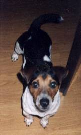 Dies ist Idefix. Idefix ist leider in der vergangenen Woche von einem Auto &uuml;berfahren worden und gestorben.