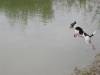 Unser Dino bei seiner Lieblingsbesch&auml;ftigung: ins Wasser fliegen !!!!! Liebe Gr&uuml;sse aus Wien DINO und Irene
