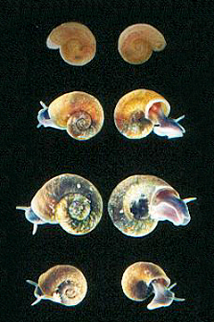 Choanomphalus planorbiformis, Ch. amauronius, Ch. maacki, Ch. angulatus