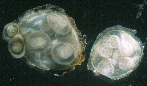 Eikapseln von P. troscheli (Gerstfeldtiancylus sp. nach Starobogatov) und P. sibiricum (Pseudancylastrum sp. nach Starobogatov)