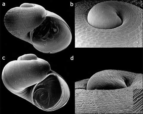 Protoconch von Kobeltocochlea martensiana und Benedictia baicalensis