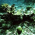 dead corals