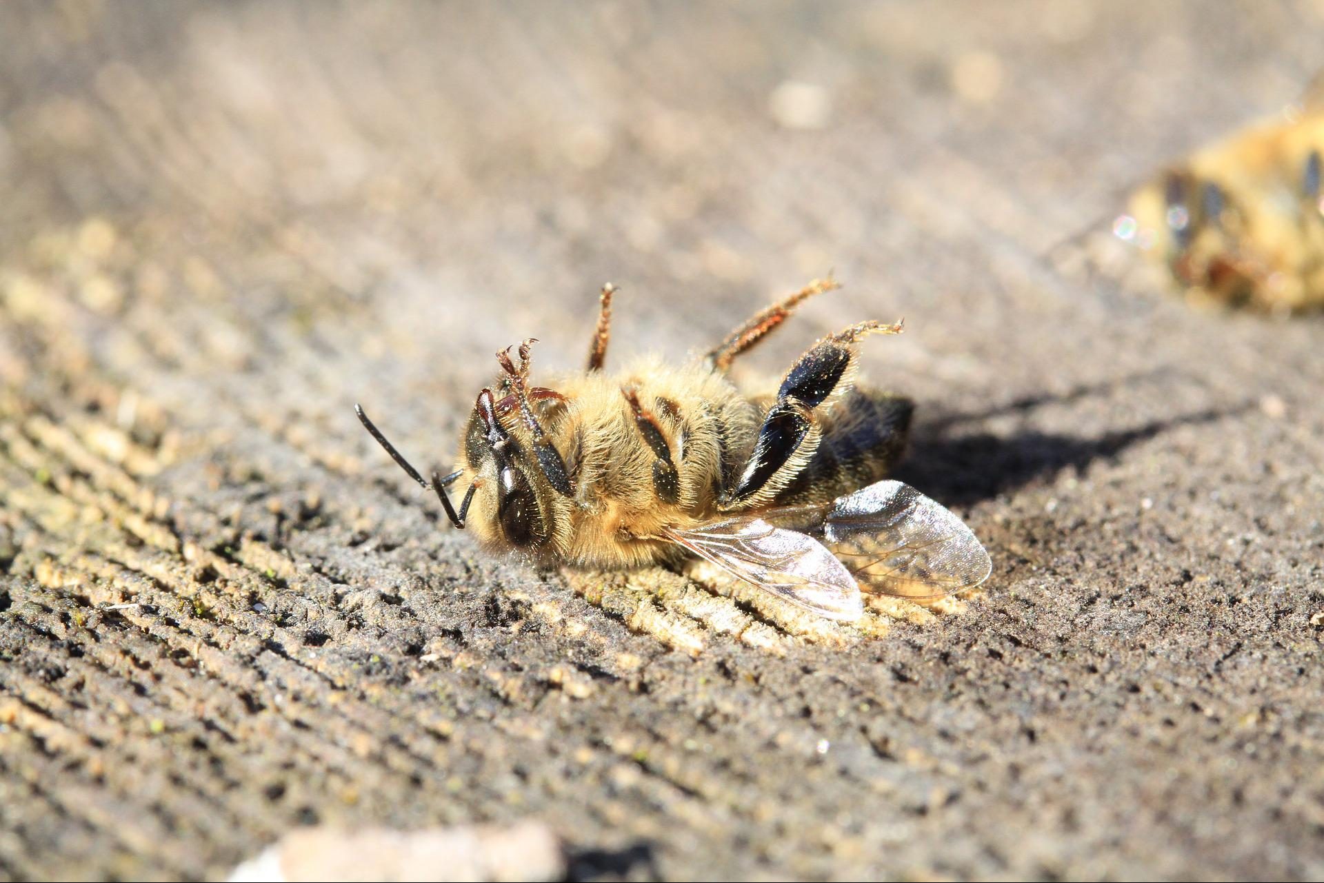 Alarmierende Zahlen: Wird es in 100 Jahren keine Insekten mehr geben?