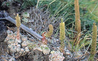 Orostachys spinosa, Stachlige Sternwurz