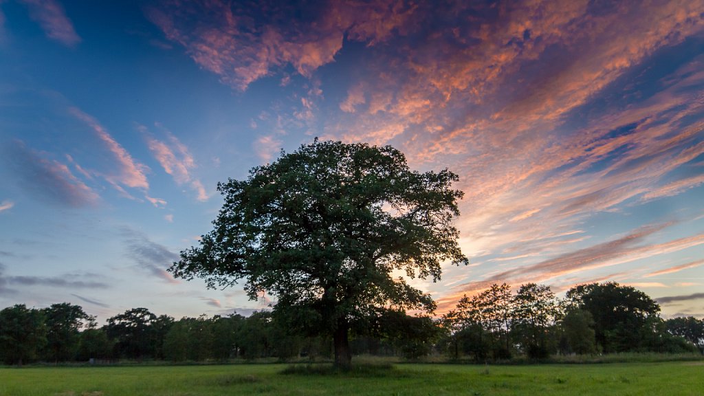 solo tree - sunset